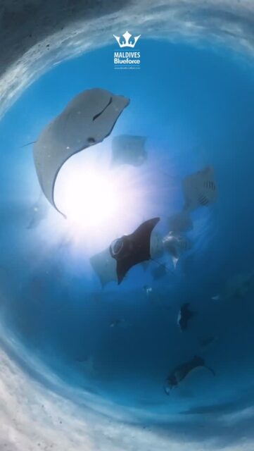 The ocean calls louder during Hanifaru season. With Blue Force Fleet, answer that call and immerse yourself in a spectacle where manta rays transform the sea into a living masterpiece.
.
.
@blueforcefleet 
.
.
#maldivesblueforceone #maldivesblueforce3 #blueforcefleet #maldives #oceanlife