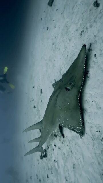 The ocean doesn’t just hold life it shares its magic with those who dive deep enough. 

 join us to make an amazing dive trips with us @blueforcefleet 
.
.
#maldivesblueforceone #maldivesblueforce3 #blueforcefleet #scubadive #maldives
