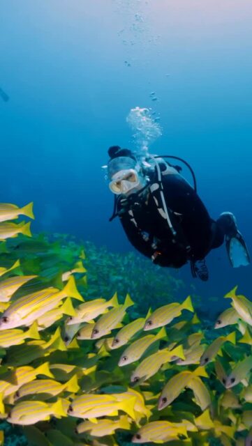 Precision currents… 🌊 
Vibrant reefs…🪸
Colorful fishes.🐠
Scuba diving…🤿
Pure Maldives…🏝️
.
.
@blueforcefleet 
.
.
#maldivesblueforceone #maldivesblueforce3 #blueforceredsea #scubadiverslife #maldives