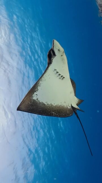 Every creature beneath the waves, from the smallest plankton to the largest whale, plays a vital role in preserving the balance that allows human life to thrive..
.
.
@blueforcefleet 
.
.
#maldivesblueforceone #maldivesblueforce3 #maldives #ocean #scubadive