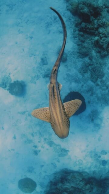 In every encounter, the ocean gives us something priceless a moment of joy, a sense of belonging, and a love that feels endless.
.
.
@blueforcefleet 
.
.
#maldivesblueforceone #maldivesblueforce3 #scubadiverslife #blueforceredsea #maldives