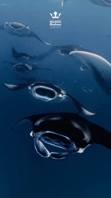 Where exclusivity meets the rhythm of the ocean.

At Hanifaru Bay, nature curates a private spectacle 
graceful manta rays gathering in rare abundance, moving in perfect harmony.

With Blue Force Fleet, this is more than a moment…
it’s a privilege reserved for those who seek the extraordinary.

The season approaches.
The experience awaits.

Secure your place in one of the ocean’s most iconic encounters.

Tag your dive companion,this is where memories turn timeless. ✨
.
.
@blueforcefleet 
.
.
#maldivesblueforceone #maldivesblueforce3 #blueforceredsea #maldives #hanifarubay