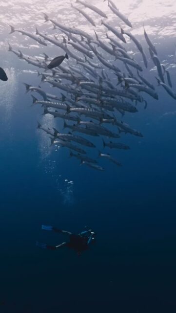 Surrounded by silence… then suddenly, a storm of barracuda appears from the blue.
.
.
@blueforcefleet 
.
.
#maldivesblueforceone #maldivesblueforce3 #blueforceredsea #blueforcefleet #maldives