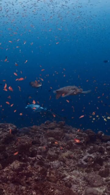 Two gentle souls of the ocean meeting in perfect harmony where the grace of the manta and the calm of the turtle remind us that nature’s most beautiful moments happen when time stands still…
.
.
@blueforcefleet 
.
.
#maldivesblueforceone #maldivesblueforce3 #scubadive #blueforceredsea #maldives