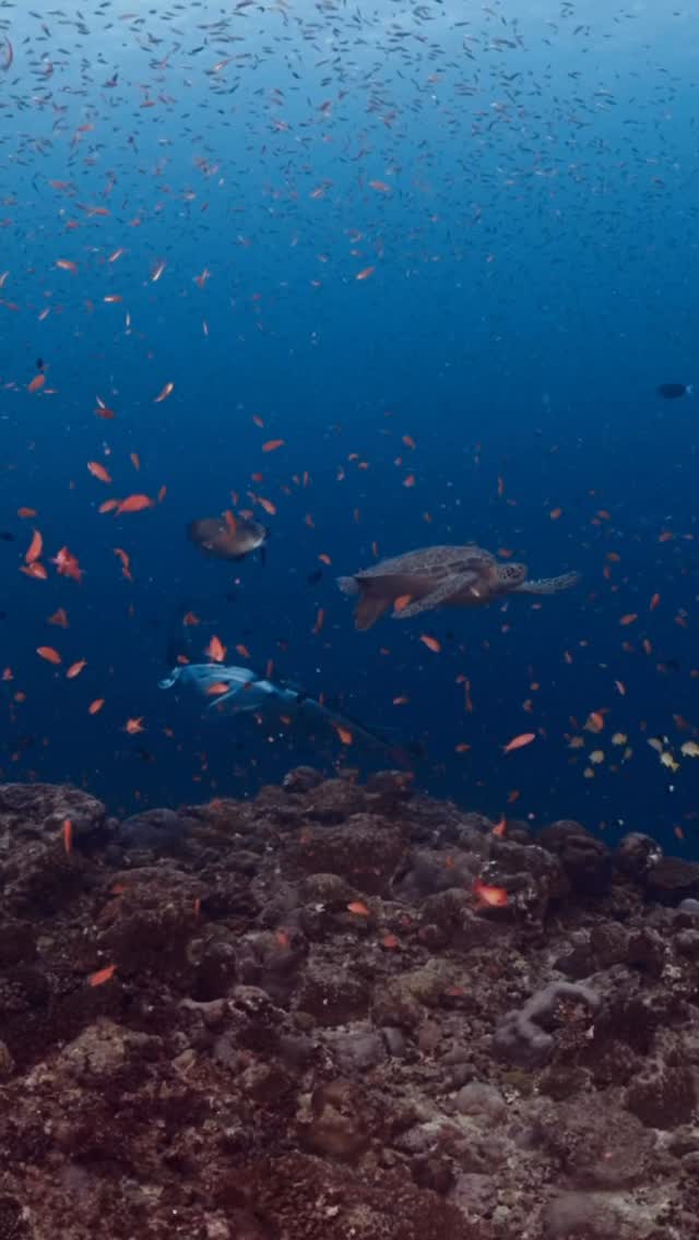 Two gentle souls of the ocean meeting in perfect harmony where the grace of the manta and the calm of the turtle remind us that nature’s most beautiful moments happen when time stands still…
.
.
@blueforcefleet 
.
.
#maldivesblueforceone #maldivesblueforce3 #scubadive #blueforceredsea #maldives