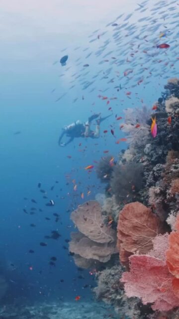 In the Maldives, the dive site known as Five Rocks (also called Reethi Thila) is located in the South Ari Atoll.

This site features five submerged pinnacles that were originally a single thila (underwater mountain) before being split by strong currents. The five rocks are connected by sand and crevices, forming overhangs and small caverns to explore.
.
.
@blueforcefleet 
.
.
#maldivesblueforceone #maldivesblueforce3 #blueforceredsea #scubadiverslife #fiverocks #divinglife #maldives #redsea #liveaboard