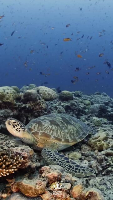 Green sea turtles are common and can be seen by divers in tropical and subtropical waters, where they are known for being herbivores that eat seagrasses and algae. They are large, graceful swimmers that can hold their breath for extended periods, sometimes up to five hours when resting. To have a good experience and ensure the turtles’ safety, divers should maintain a safe distance, avoid touching them, and never disturb their nesting areas. 
.
.
@blueforcefleet 
.
.
#maldivesblueforceone #maldivesblueforce3 #blueforceredsea