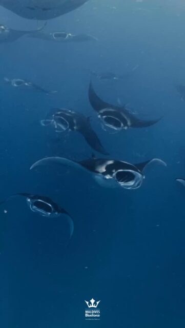 The Maldives is home to the largest known population of reef manta rays in the world.

Manta rays are year-round residents, but their movements are tied to the monsoon seasons and plankton availability.

.
.
@blueforcefleet 
.
. 
#maldivesblueforceone #maldivesblueforce3 #scubadive