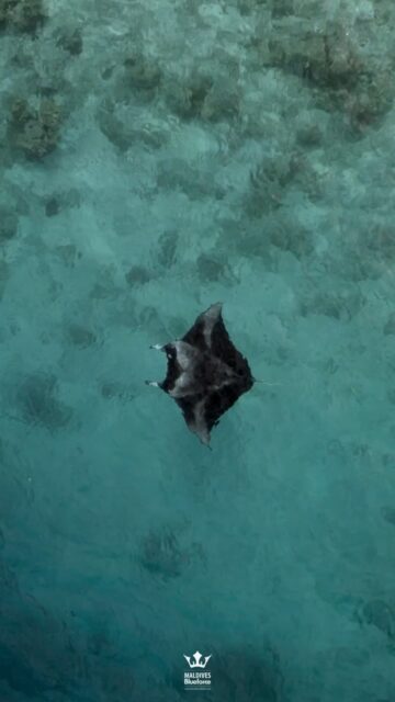 In the depths of the ocean, adventure awaits”. 
.
.
@blueforcefleet 
.
.
#maldivesblueforceone #maldivesblueforce3 #blueforceredsea