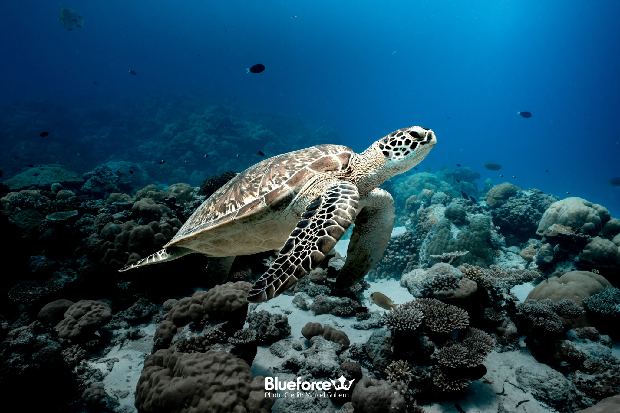 Diving with Turtles in the Maldives: Species, Conservation and ...