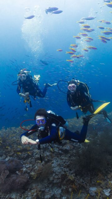 Every dive is more than an adventure,it is a connection with the life that makes our ocean extraordinary. Beneath the surface, every creature has a purpose, every reef tells a story and every encounter reminds us how precious our blue planet truly is. At Blueforce Fleet, we don’t just explore the ocean we celebrate its beauty, respect its creatures, and carry the responsibility to protect it for generations to come. Because the greatest treasure of the ocean is not what we discover, but the life we learn to appreciate.
.
.
@blueforcefleet 
.
.
#maldivesblueforceone #maldivesblueforce3 #scubadive #blueforcefleet #maldives