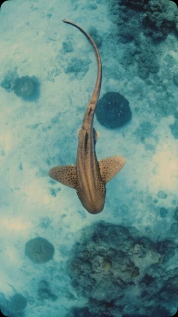 In the Maldives, the “leopard shark” most divers refer to is the beautiful zebra shark—famous for its spotted pattern, slow grace, and peaceful nature,Spotted like the stars, the leopard shark glides through Maldivian dreams.
.
.
@blueforcefleet 
.
.
#maldivesblueforceone #maldivesblueforce3 #blueforceredsea #maldives #scubadive