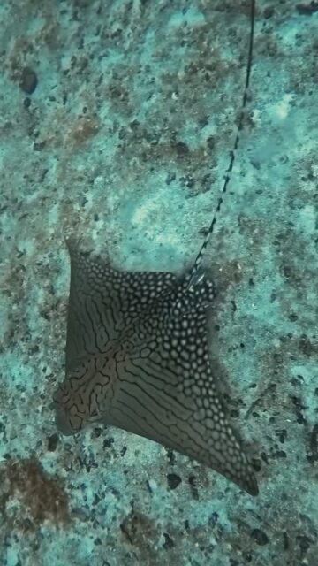 In the Maldivian deep, even silence becomes beautiful when an eagle ray appears…

Nature painted this ray with stories only the ocean can tell….
.
.
@blueforcefleet 
.
.
#maldivesblueforceone #maldivesblueforce3 #blueforcefleet #blueforceredsea #maldives