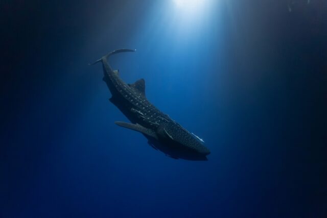Joy is hearing the soft splash of a whale shark dancing under your boat lights. A gentle giant visited our backyard tonight swimming in pure joy beneath the stars.
.
.
@blueforcefleet 
.
.
#maldivesblueforceone #maldivesblueforce3 #blueforceredsea #maldives #whaleshark