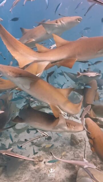 Their slow, graceful movement makes your dive feel like drifting through a dream.

Diving with nurse sharks in the Maldives is one of those experiences that feels calm, magical, and powerful all at once. 
.
.
@blueforcefleet 
.
.
#maldivesblueforceone #maldivesblueforce3 #blueforceredsea #blueforcefleet #maldives