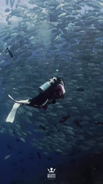 A flash of silver, a rush of life, and a dive filled with joy. 
.
.
@blueforcefleet 
.
.
#maldivesblueforceone #maldivesblueforce3 #blueforcefleet #blueforceredsea #maldives