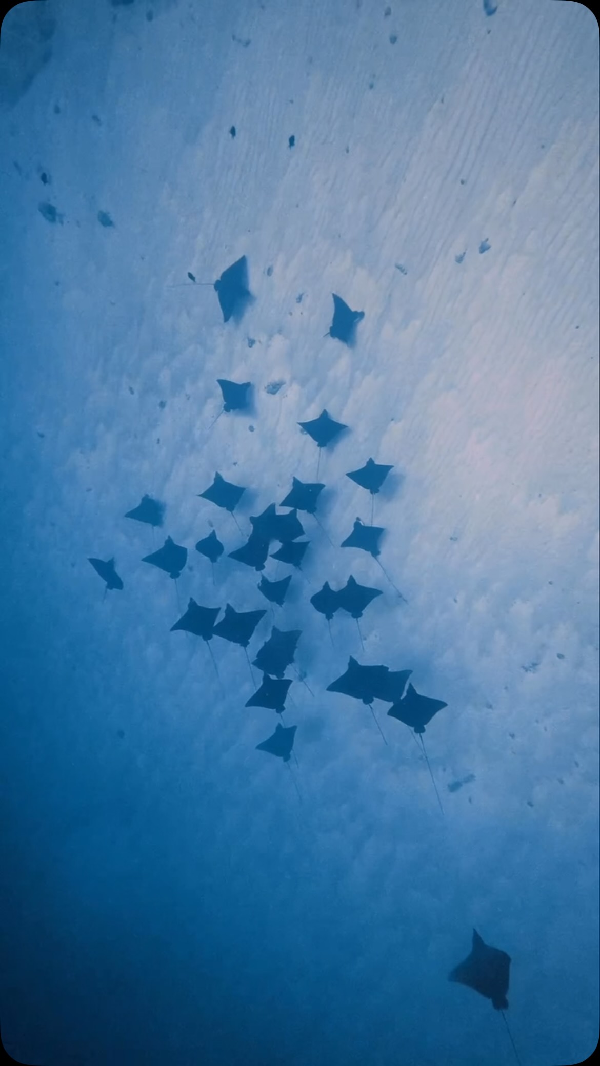 Morning light filters through the surface as we begin our scuba descent, bubbles rising in silver trails while the blue deepens around us. Below, a graceful gathering of eagle rays glides effortlessly over the seafloor, their wide wings moving like underwater birds in slow motion.

For a moment, time seems to disappear. There is only the gentle dance between shadow and gold, the endless blue surrounding us, and the privilege of witnessing these magnificent creatures in their underwater world.
.
.
@blueforcefleet 
.
.
#maldivesblueforceone #maldivesblueforce3 #blueforceredsea #blueforcefleet #maldives