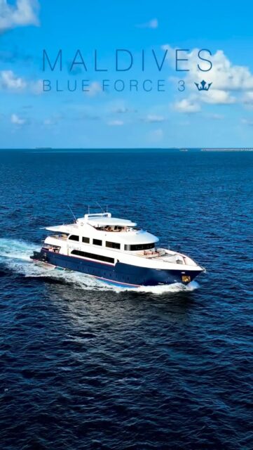 In the heart of the Indian Ocean, Blueforce Fleet transforms each moment into a refined exploration of marine elegance and discovery.
.
.
@blueforcefleet 
.
.
#maldivesblueforceone #maldivesblueforce3 #blueforceredsea