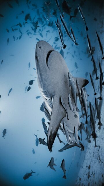 When the ocean brings you face to face with a bull shark… Blueforce ensures it becomes a moment of pure greatness.”
.
.
@blueforcefleet 
.
.
#maldivesblueforceone #maldivesblueforce3 #bullshark #scubadiverslife #maldives