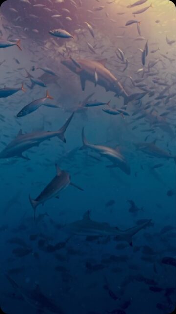 Hulhumalé woke up wild  spinner sharks dancing at sunrise.”
.
.
@blueforcefleet 
.
.
#maldivesblueforceone #maldivesblueforce3 #blueforceredsea #sharktank #maldives