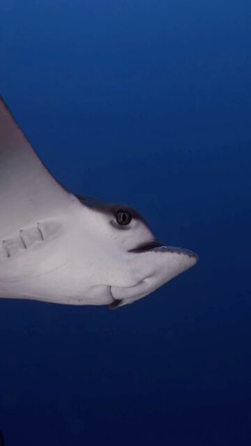 Like shadows with wings, the eagle rays glide through the Maldivian blue silent, effortless, and impossibly free.”
.
.
@blueforcefleet 
.
.
#maldivesblueforceone #maldivesblueforce3 #scubadiving #maldives #blueforceredsea
