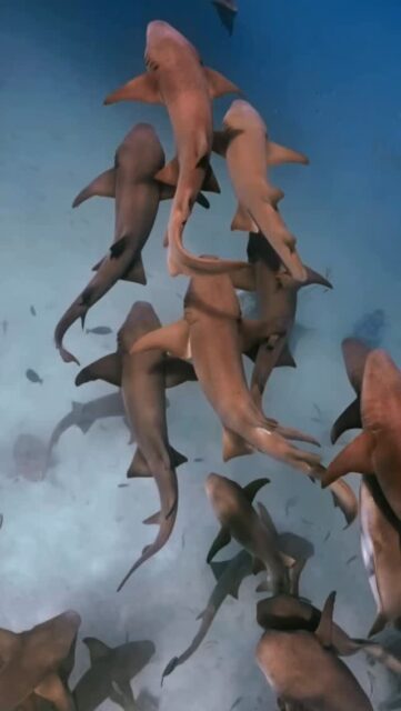 In the Maldives, not all sharks rush… some wait, breathe, and welcome you into their world.” #nurseshark 
.
.
@blueforcefleet 
.
.
#maldivesblueforceone #maldivesblueforce3 #blueforceredsea #scubadive