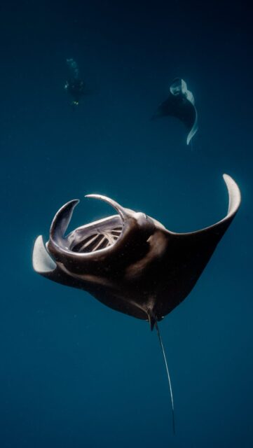 On World Manta Day, we celebrate the gentle giants of the ocean where every graceful glide of a manta reminds us that true beauty lives beneath the surface. Protect what inspires us.
.
.
@blueforcefleet 
.
.
#maldivesblueforceone #maldivesblueforce3 #blueforceredsea #maldives #blueforcefleet